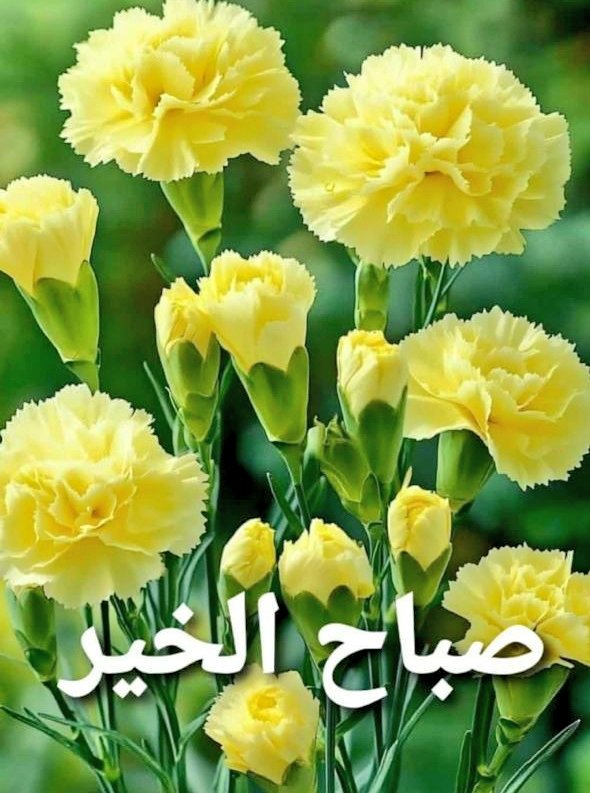 صباح الخير
١_البنتاغون تفهَّم شرح هيكل لخطته
٢_هدوء بتفكير حزب الله الداخلي سينعكس إيجاباً على تفكيره الإيراني
٣_عادت المفاوضات الإيرانية الأمريكية وفي عُمان(لأعطاء نَفس لإيران)
٤_إسرائيل أحيت خطتها بتعيين(عليان)لواء درزي كمنسق للدروز بالشرق(مهمة شبه مستحيلة)
٥_باراك عين الجولاني