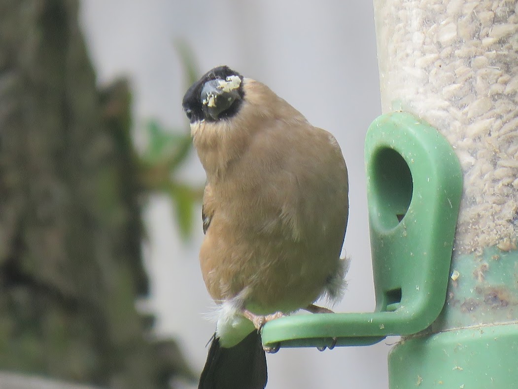 Steveredwolf's tweet photo. Happy Thursday
Another dark+grey day
This is the beautiful female bullfinch
Ive done the supermrket shop for the fortnight and later i will be babysitting my grandsons +attempting not to pick up any more illness
Have a great day wherever you are ๐ค
#BirdofTwitter #Bullfinch https://t.co/ks54HeXBea