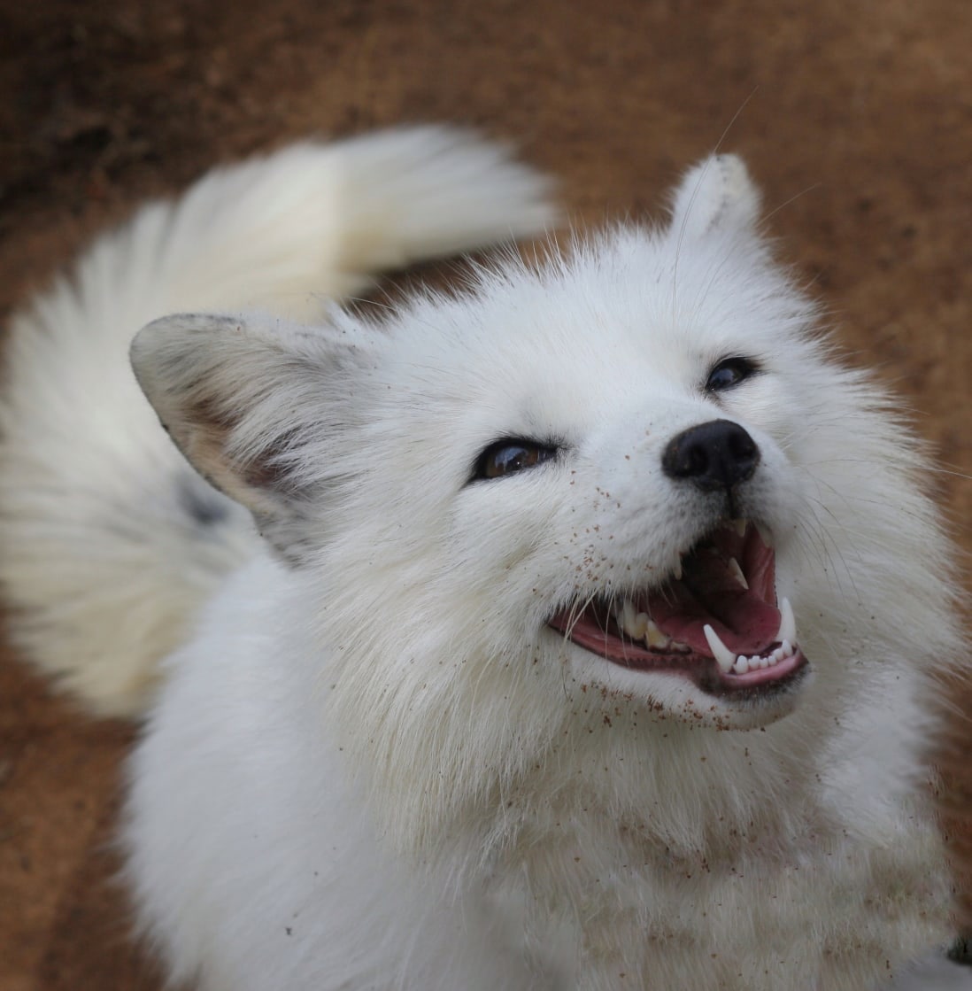 [🔗](api.tinyfox.dev/hourly/HourlyF…)