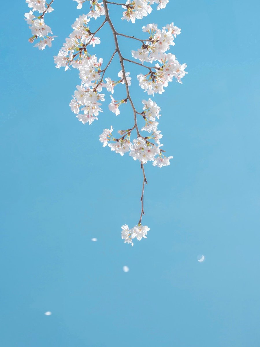 春を呼ぶ白桜。