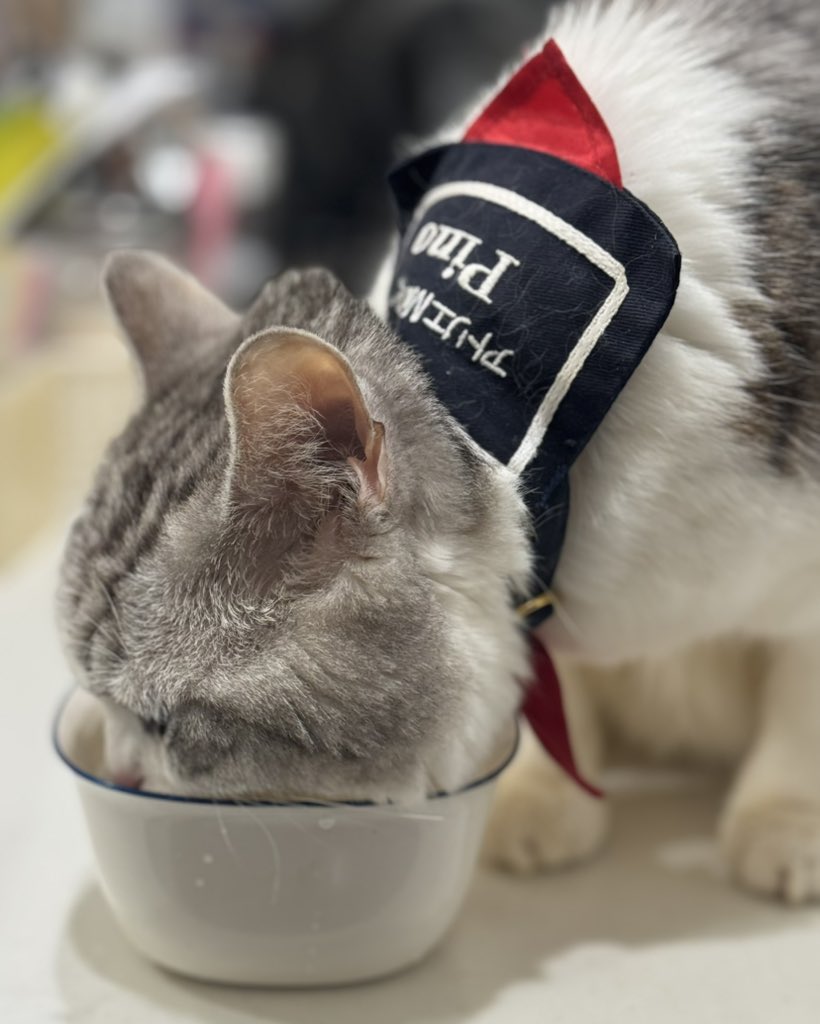 お名前セーラー首輪。再販中。
minne.com/at-mam