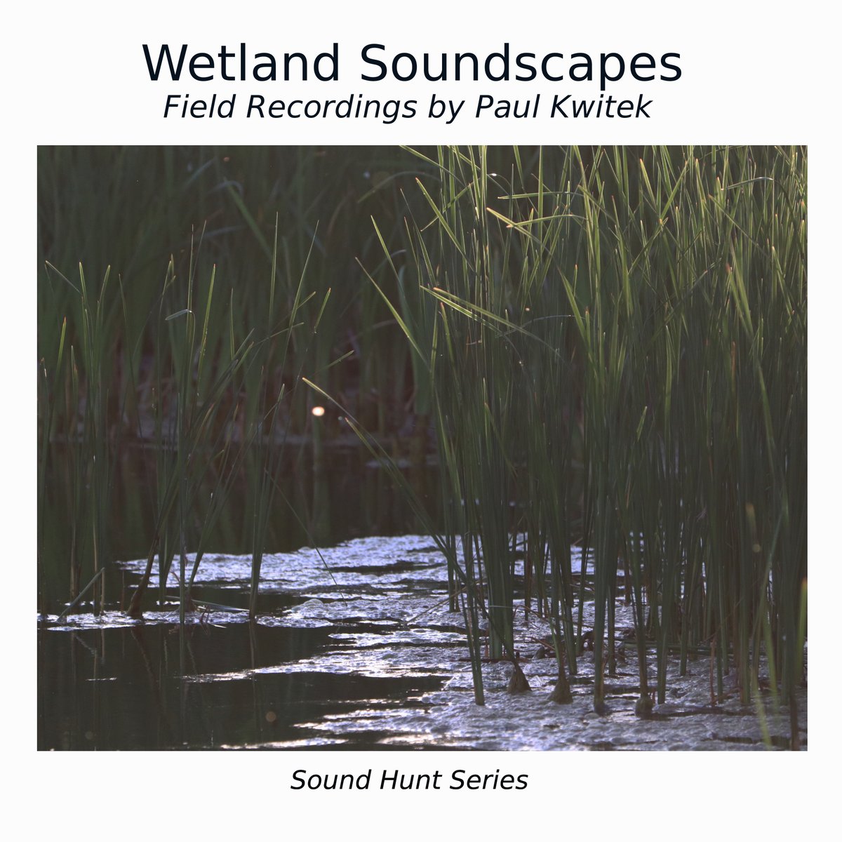 paulkwitek's tweet image. I am excited to share this collection of recordings, which is the result of my Sound Hunt video series. This Soundscape  album captures a cross continental journey from North America to Eastern Europe.

ffm.to/wetlandsounds
#soundscapes #naturerecording