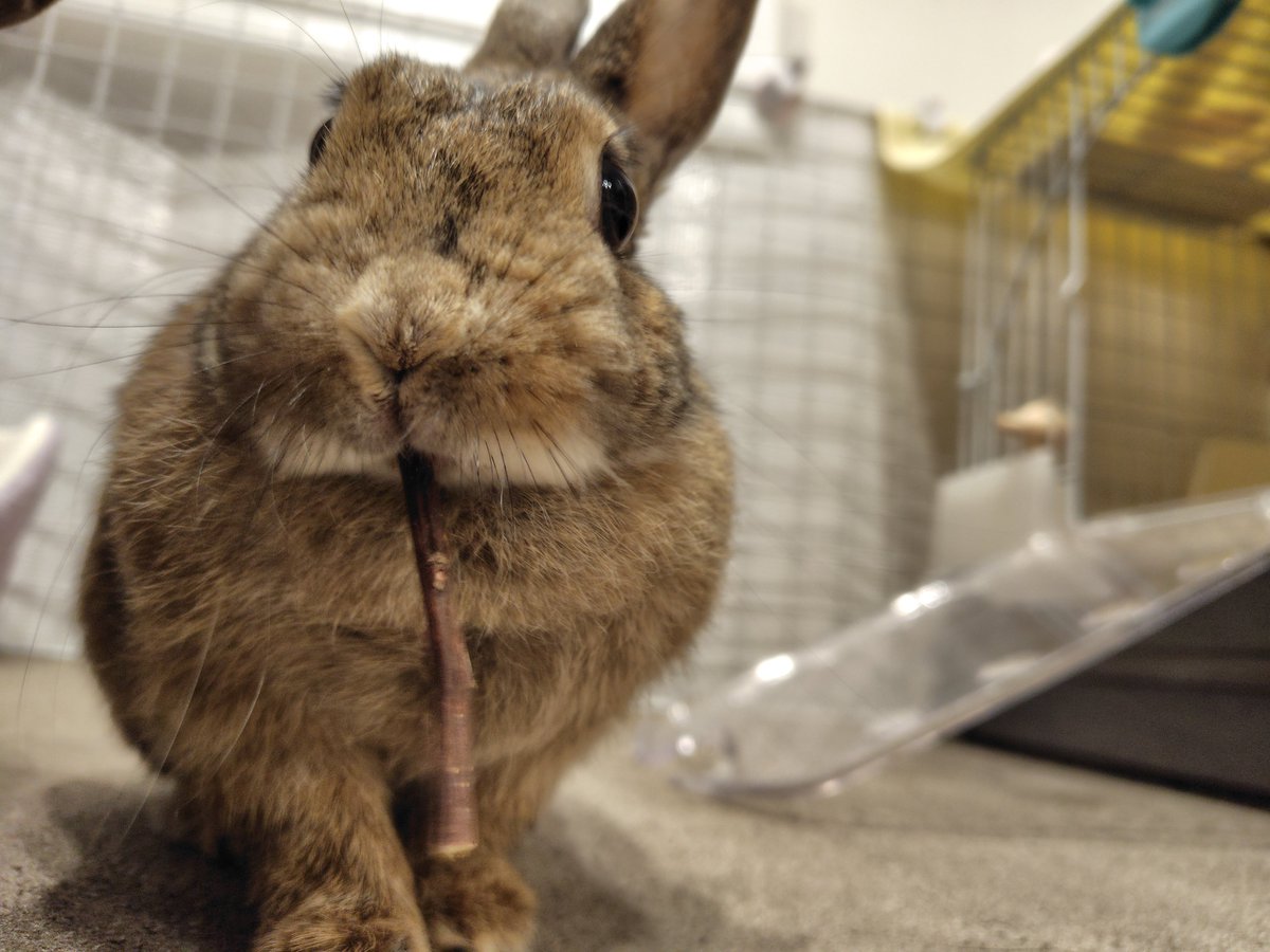 かじり木をボリボリ食べるモカさん🐰 #うさぎ