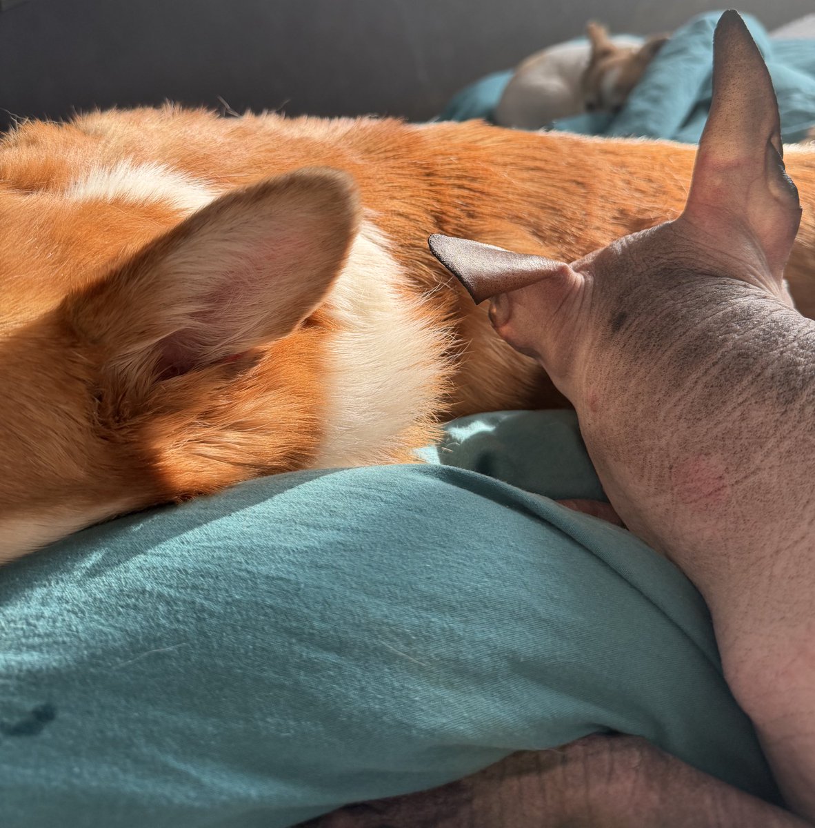 Тест на внимательность. Сколько свободных ушей на фото?