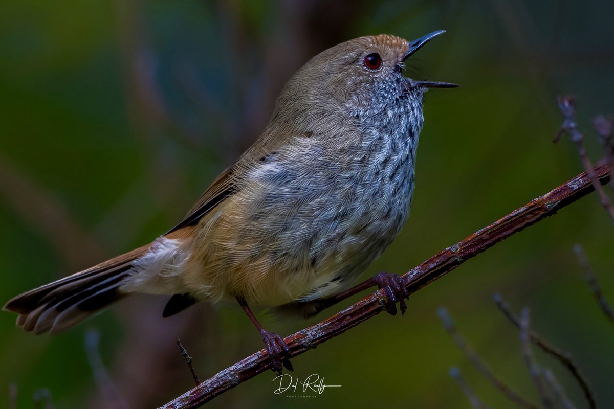 dallysbackyard's tweet photo. A beautiful Brown Thornbill having a sing out in the garden🙂 #aussiebirds #Gippsland #abcaustralia #abcmyphoto #abcinmelbourne #visitgippsland #latrobevalley #abcgippsland #getbacktogippsland #ausgeo #visitlatrobecity #exquisitepics20_australia #nikonz8 https://t.co/LxpkIxUgJK