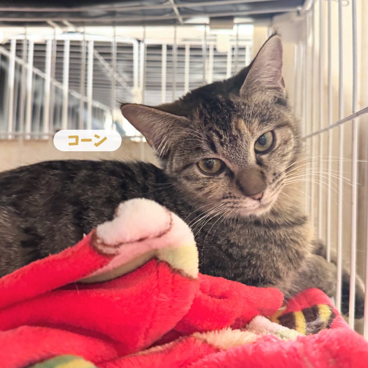 ねこのす 動物保護施設 tweet media
