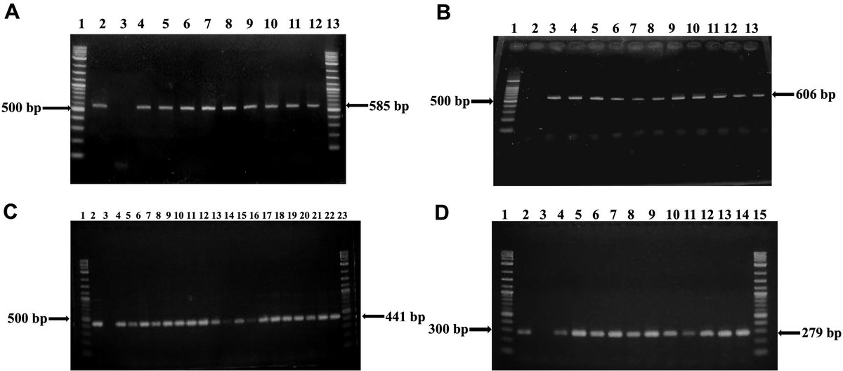 #Diversity and #resistance profile of bacteria associated with #washroomsurfaces in Bangladesh Agricultural University #residencehalls

doi.org/10.5455/jabet.…