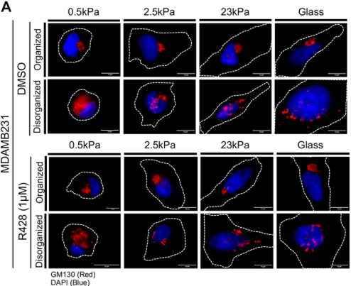 J Cell Science tweet media