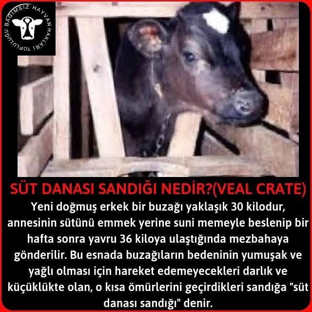 bhhtoplulugu's tweet image. Dana, ineğin sütten kesilmesinden bir yaşına kadar olan yaştaki yavrusudur. Peki süt danası sandığı nedir? Süt tesislerinde erkek danaların başına ne gelir biliyor musunuz? Süt içiyorsanız bu zulmü destekliyorsunuz demektir. 

#süt #dana #hayvansalsütmasumdeğil