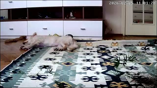 Повелителька псів tweet media