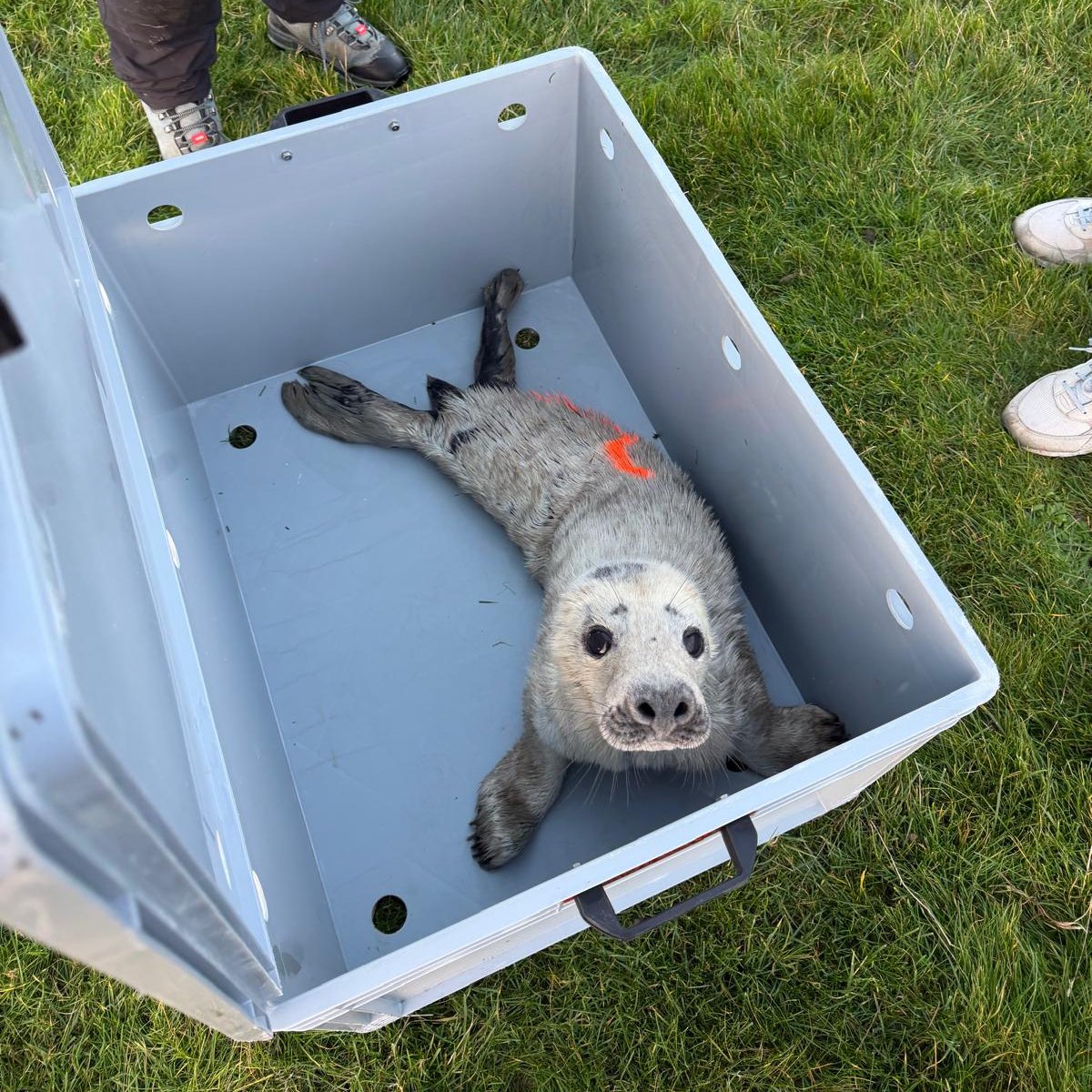 あざら猫 (@Y_azara_seal) / Posts / X