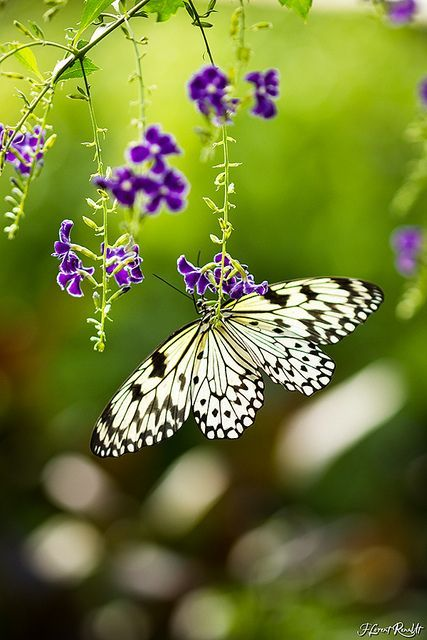 JulieParker144's tweet image. So pretty. 
image: pinterest.com/jparker0666/fl… #Flowers #Trees #Bees #Photography