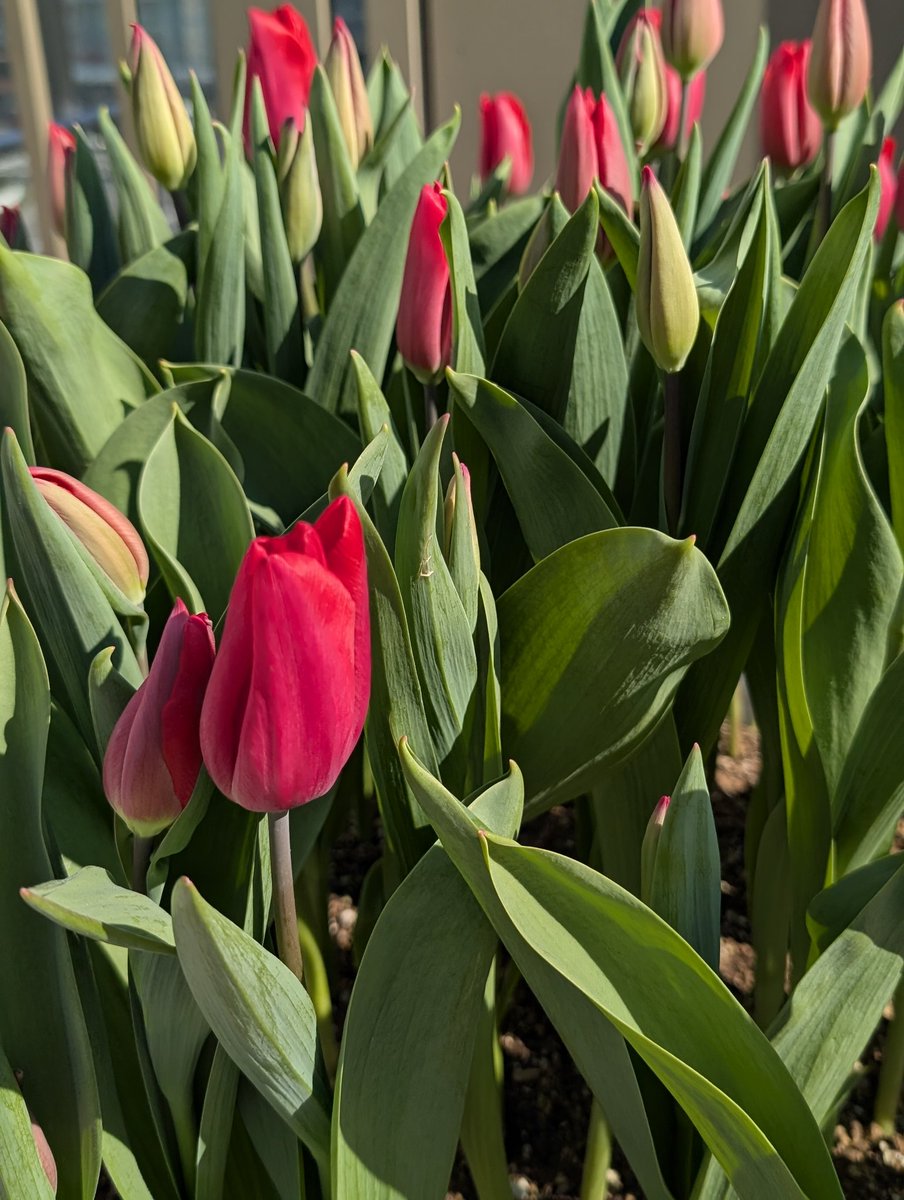 早咲きのチューリップ