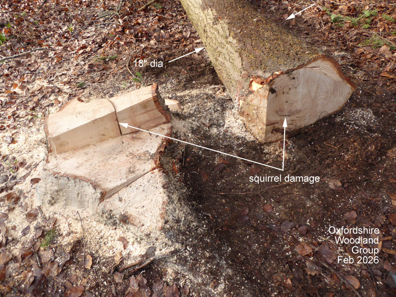 Oxfordshire Woodland Group tweet media