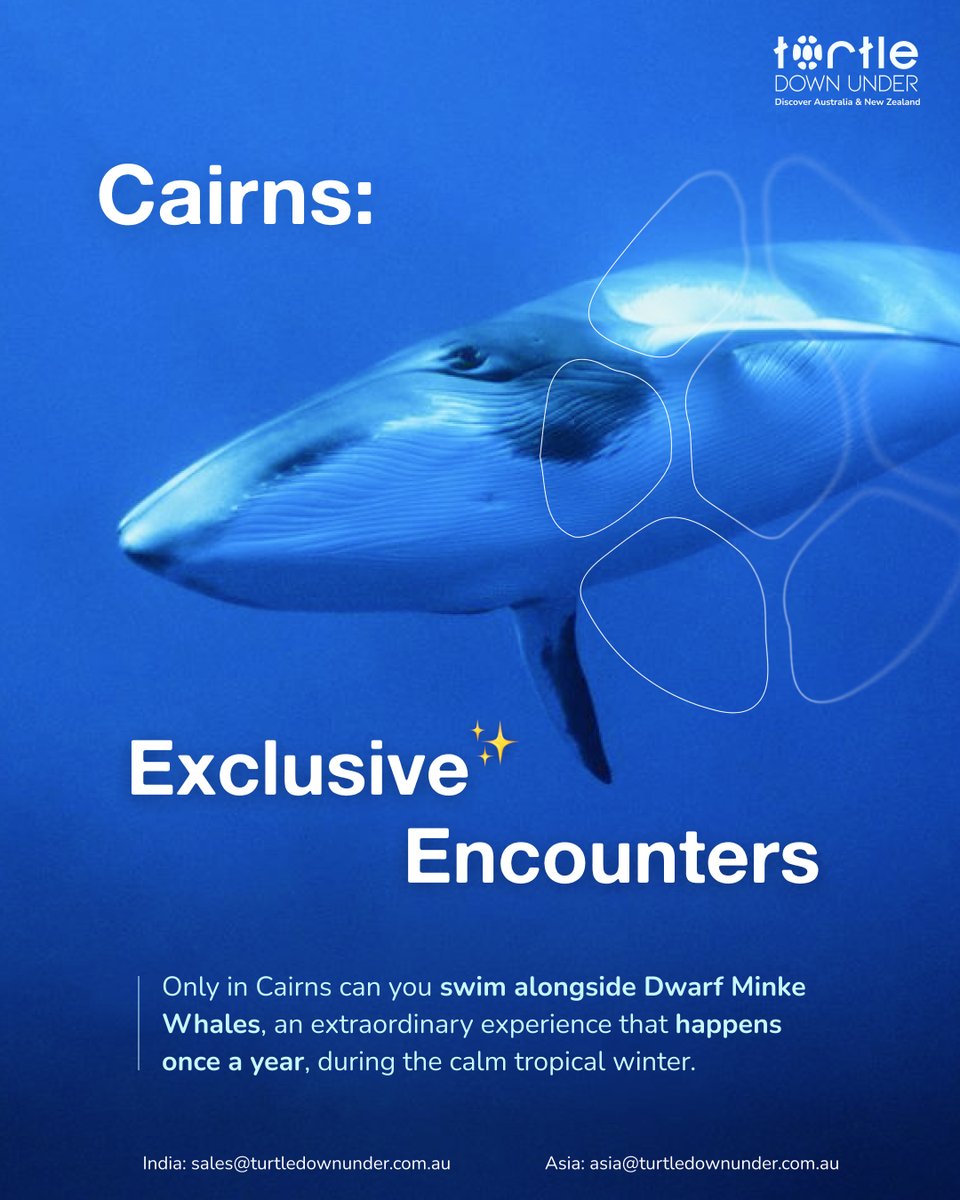 TDU_au's tweet image. From June to July, the Great Barrier Reef becomes the only place on Earth where curious, gentle Dwarf Minke Whales gather. 

These incredible whales are known to approach boats!

Book your winter trip now for a once-in-a-lifetime marine experience! 🐋

#AskTDU #Cairns #MinkeWhale