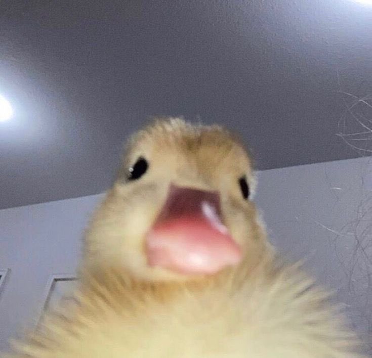 입술 엄청나게 오리같고 귀엽다