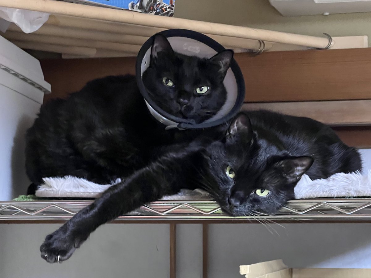 いい写真すぎる