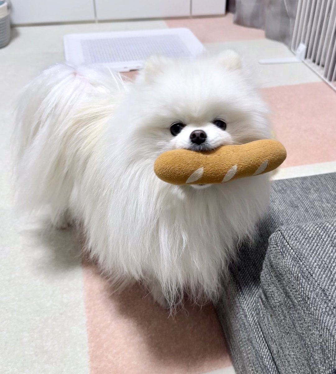 omochi_pome16's tweet photo. パンがお洗濯から戻ってきてからずっと見せびらかしてくる🥖 https://t.co/TPRfIbHSSR