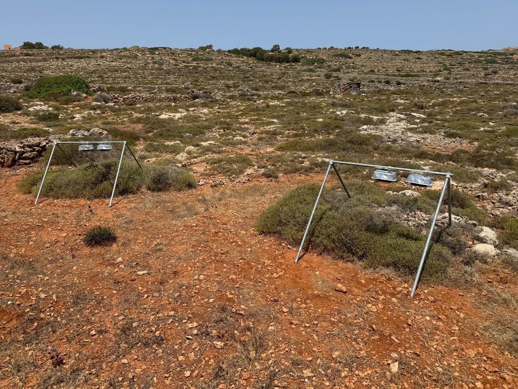 MAMBO Project tweet media