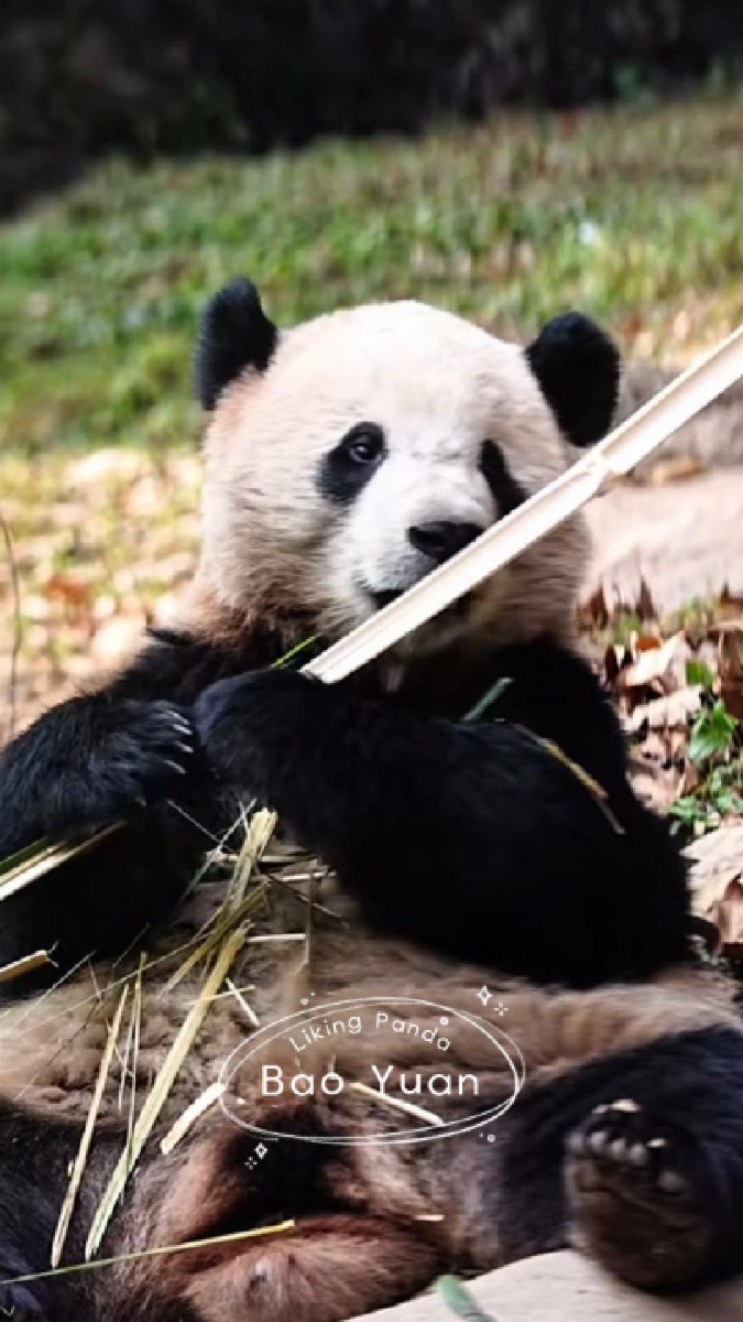 Hana_55 (@hana_byd) / Posts / X