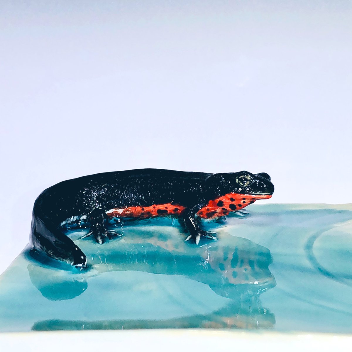 今夜のお神酒
オールド/江戸切子・中宮涼子さん作
<a href="/Nakamiya20/">Nakamiya</a> 
フィギュリントレイ/腰越祐貴さん作
<a href="/MjMMdVMnr5ElAen/">コシゴエ</a> 
肴/煉切り・森八さん製<a href="/morihachi08/">加賀藩御用菓子司　森八</a> 

日曜日、関東は雪かもですって
寒いのダメとか雪ん子かんじき
持ってないとかは
期日前投票行っちゃったほうが
良いよ献杯