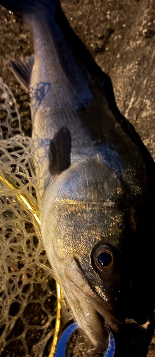 BETTYfishing's tweet photo. ���50
バチ4億
魚3
(体感)
の中、上から下まで走り回って着いてるピンで取っていく
5バイト2キャッチ https://t.co/IHoLJ9c55F
