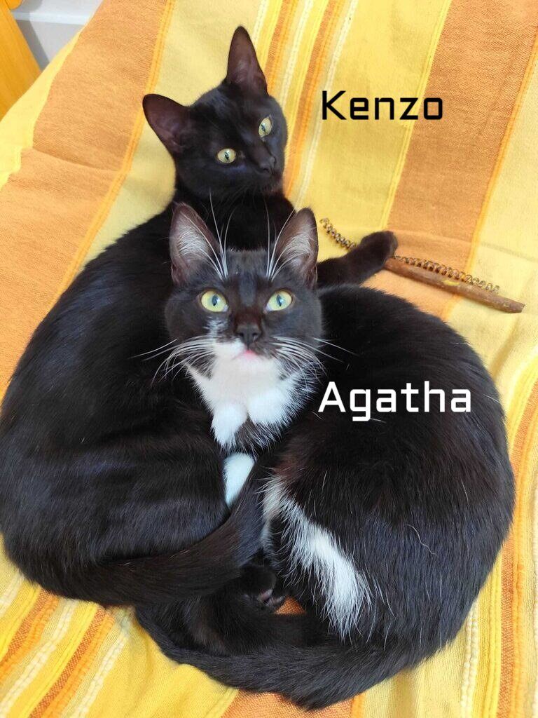 #madrid 
KENZO y AGATHA tienen 5 meses y buscamos #adopcionconjunta,son INSEPARABLES,se adoran! 
Se entregan chipados,vacunados,desparasitados y testados en leucemia e inmuno 
EXIGIMOS PROTECCIONES en ventanas y terrazas
CONTACTO📩 facenuevavida@gmail.com 
#gatos #cachorros