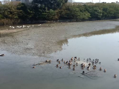 MZ95WkSGUFLjUsc's tweet photo. 今日、職場近くの沼地
鳥たちがたむろってた。
夕方に飛び立っていった。
次の宿営地に行ったかな。
10月あたりにお会いしましょう
#渡り鳥 https://t.co/Vu0X2IRNp4