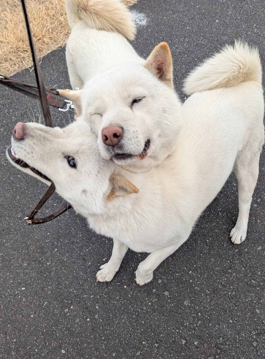 北海道犬 みっちゃん (@HdnOYpsK34Hd9gB) / Posts / X