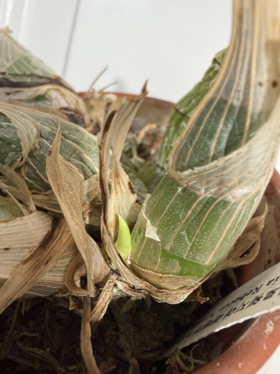 올해도 개화 실패 
그래 이젠 그냥 농사를 짓는다는 마음으로, 아주 그냥 무럭무럭 자라서 세계수가 되어봐라 칷퉷