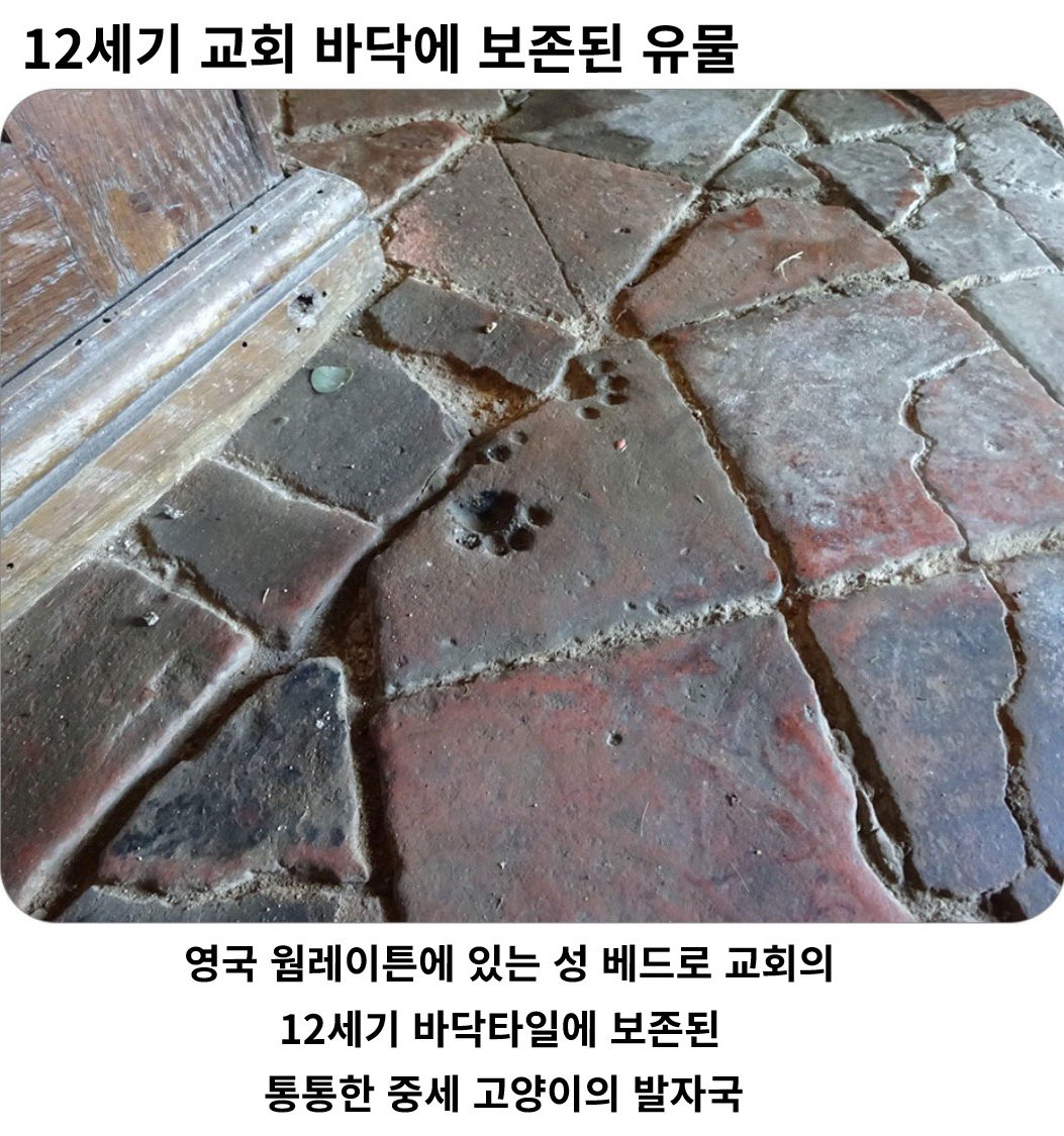 12세기 교회 바닥에 보존된 고양이 발자국 
발자국이 이렇게 귀여울수가 🩷