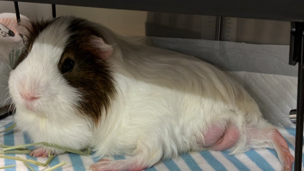 _mortissimo's tweet image. おしりシールをたまたまシールにしたいのは私だけでしょうか