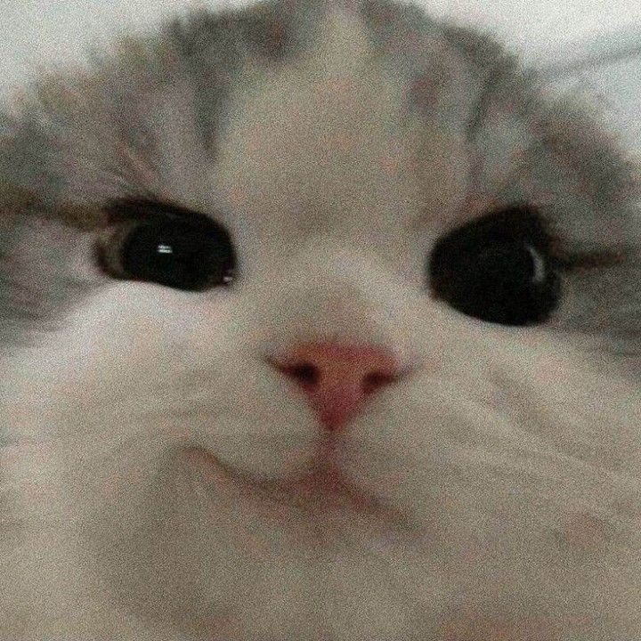 onslaughtiscool's tweet image. 