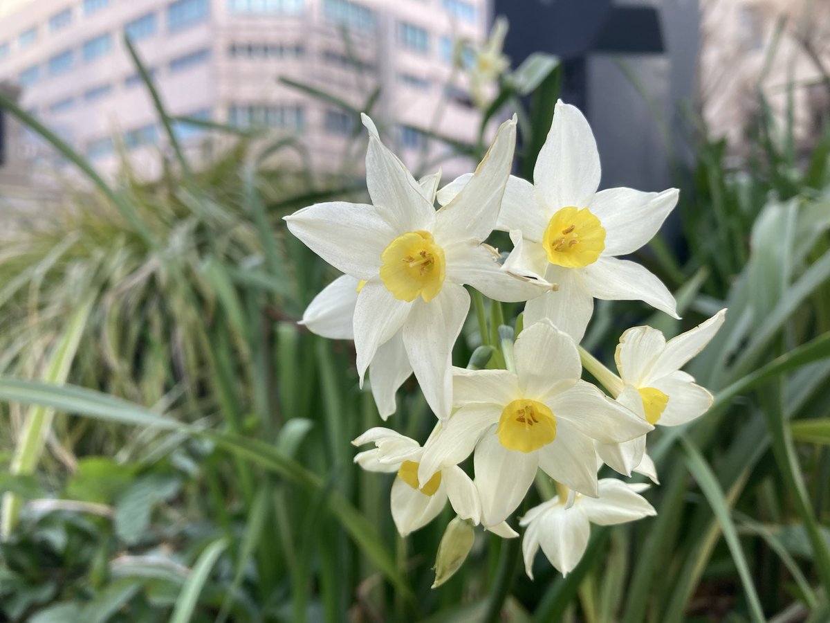 久々完全休日。で期日前投票に。区役所には長蛇の列が出来ていた。ニュースは最新調査でも与党が圧勝と流してる。長い列を作っている人たち、ほんとにそんなみんな与党に入れるんだろか？大事な一票の権利だもの、神奈川1区、見極めようぞ！