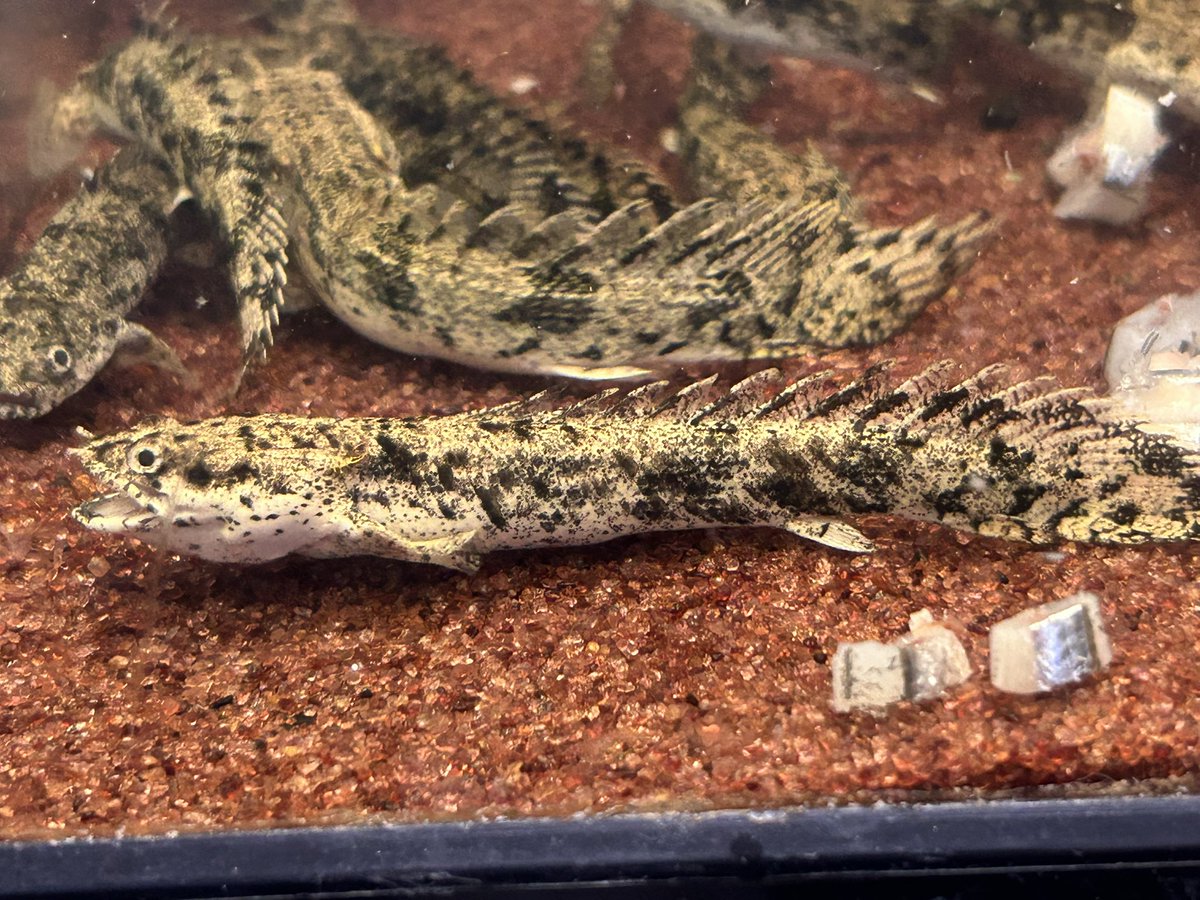 minatotropical's tweet photo. そう言えば変わった柄のエンドリいたので仕入れてます。
バンドじゃ無くゴマ塩柄？
値段は他のエンドリと同じです。
変わり柄好きさんコレクションに如何ですか？
キビナゴ切ったの食べてます。

#ポリプテルス https://t.co/CTYN19J5Sw
