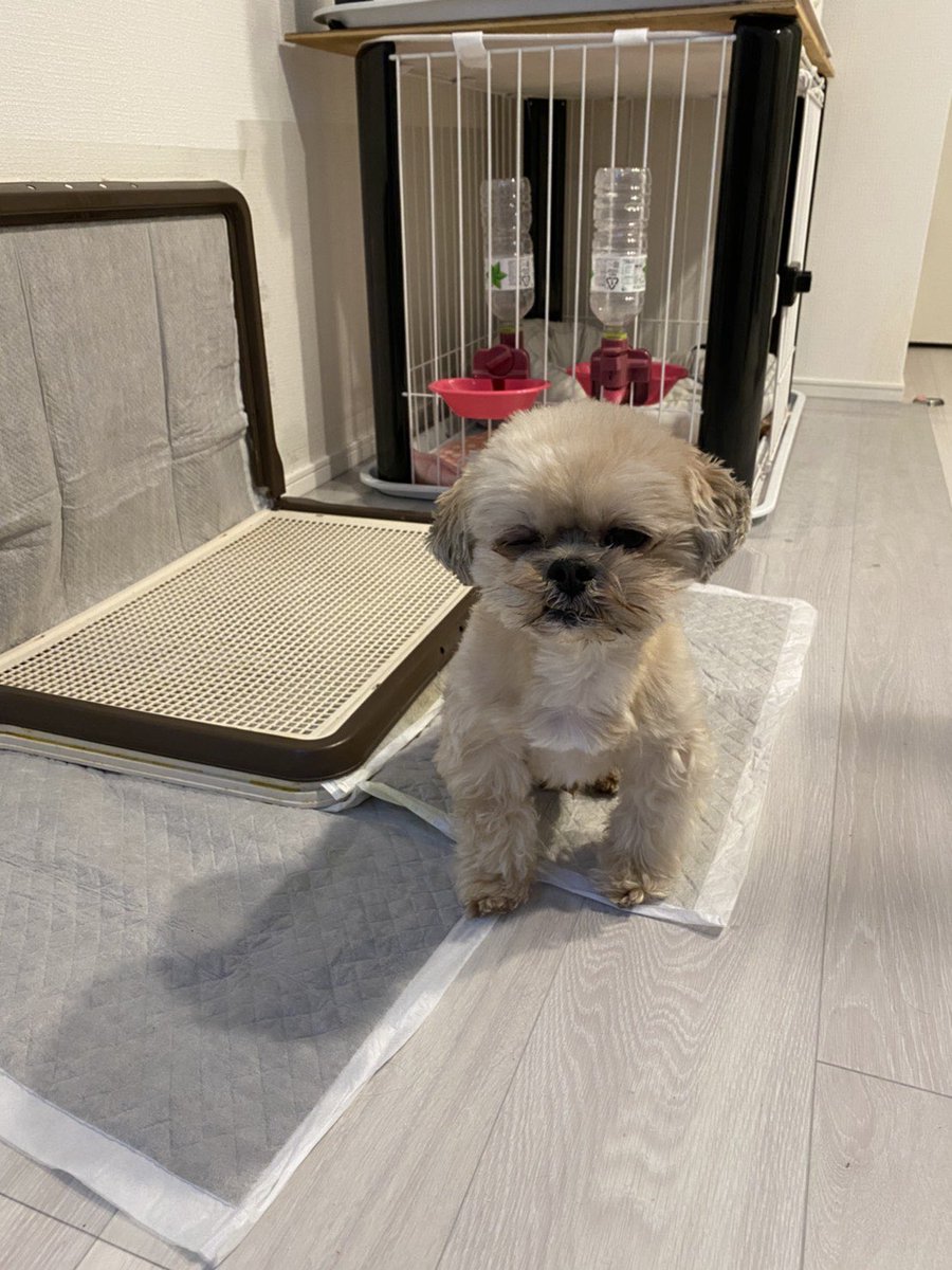 monkichi31's tweet photo. 4時間に及ぶ大手術
無事に終わって良かった

あとは回復を祈るだけ
先生ありがとう🙏 https://t.co/lsWAnaGzw8
