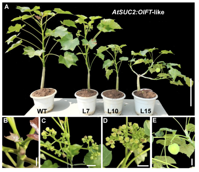 PPLplantarum's tweet image. What drives early branching in balsa trees? 🌳
Transcriptome analysis links early branching in Ochroma to altered hormone signaling and meristem regulation.

bit.ly/4qLZBko 

#PlantScience #Transcriptomics #TreeBiology