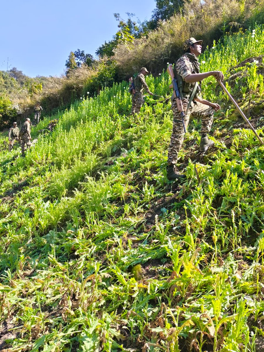 19/01/26 Dampi area popy destruction