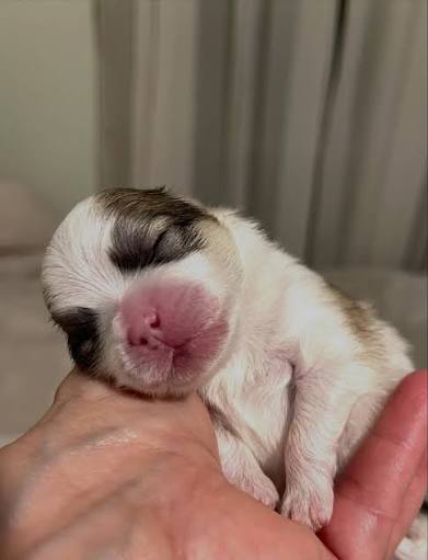 재짱이가 생각하는 재짱                         실제 재짱