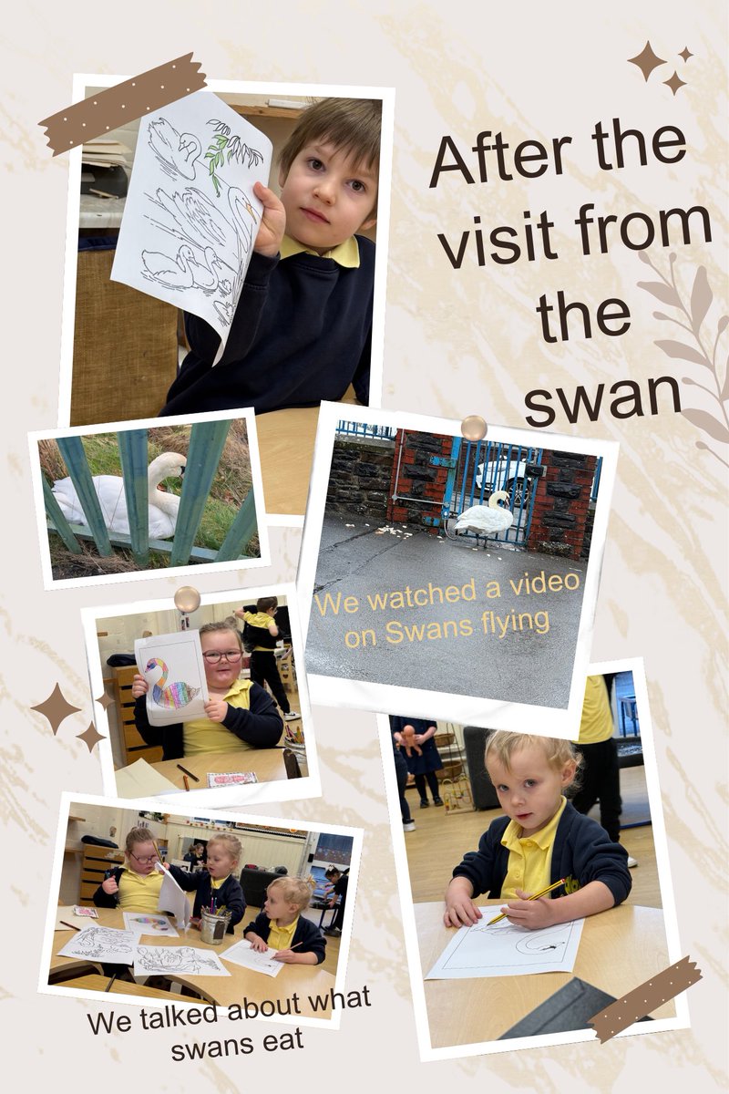 After the visit from the swan, we looked at what swans eat and how they fly.