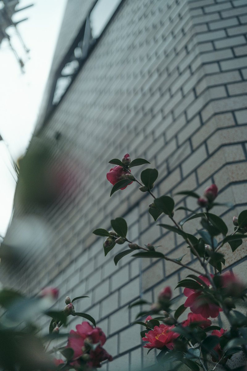 どんぐり (@dongri1620) / Posts / X