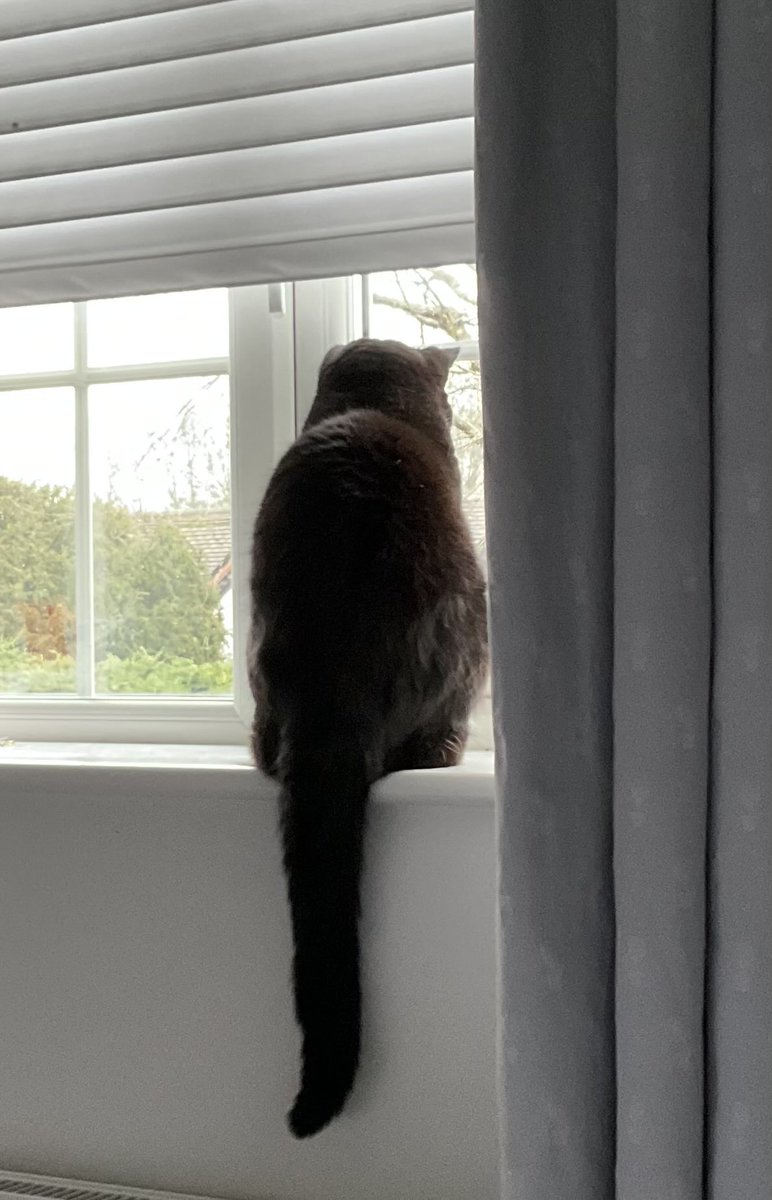 Cat_In_Charge's tweet photo. @Hedgewatchers I can report it is a stay indoors day.
It is wet and breezy, it is not advisable for furs to venture out as your paws and fur will get wet.
That is the end of my weather report, this is Tinkerbell reporting for Badger TV ๐ง๏ธ
#Hedgewatch #weathercat https://t.co/CuCaCulYQE