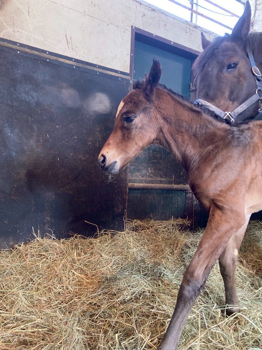 【ご新規さんもウェルカム】
本日午前中に産まれたばかりの仔っこをほぼ24時間生放送で観られるのはリアルダビスタだけ
生後1日目から推してあげてください！

（ちなみに半兄は最近SNSをざわつかせている #モーメントキャッチ）

▼ご視聴はこちら
live.nicovideo.jp/watch/lv349652…

#リアルダビスタ