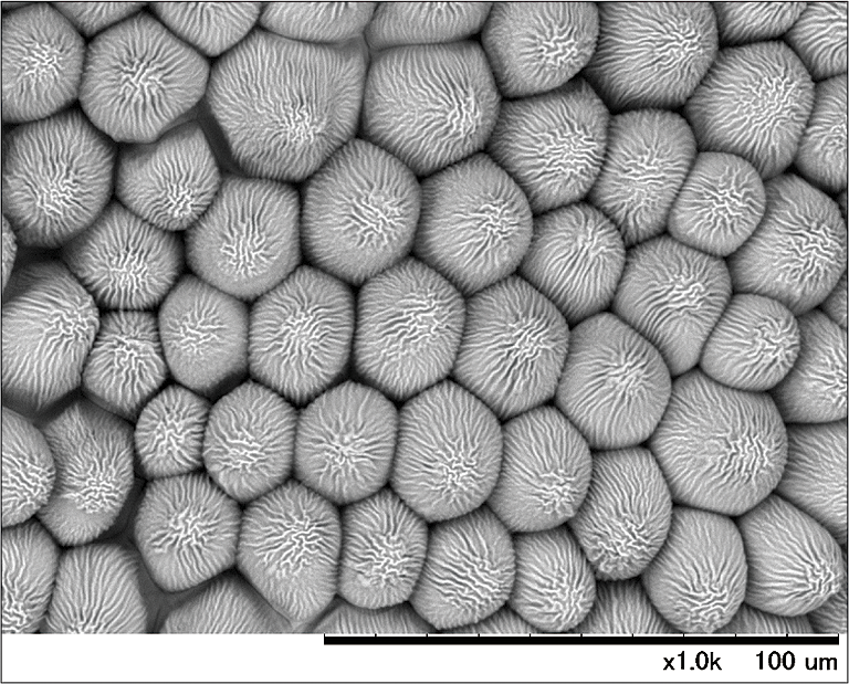Hitachi_EM's tweet photo. Happy Rose Day ! 🌹🌹🌹
(February 7)
#ElectronMicroscope #RoseDay #RosePetal
Electron Microscope images of a Rose Petal with and without cooling (at -20℃ vs RT)
This cooling stage allows samples to be cooled to temperatures as low as -25°C and maintained there for times ranging from tens of minutes to a few hours.
This reduces evaporation of water from moisture-containing samples, allowing observations and analysis to proceed without degradation of morphology.
The cooling stage is particularly well-suited to observations of samples with high water content—such as foodstuffs and biological tissues—or samples susceptible to thermal damage.
If you want to know more about the Tabletop Microscope with cooling system, check out the following post !