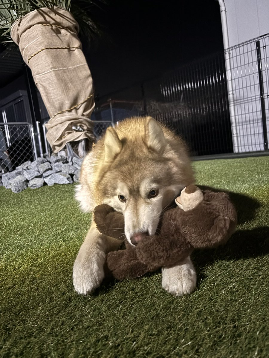 茶々丸チャチャチャ👐 (@chacha_maru1113) / Posts / X