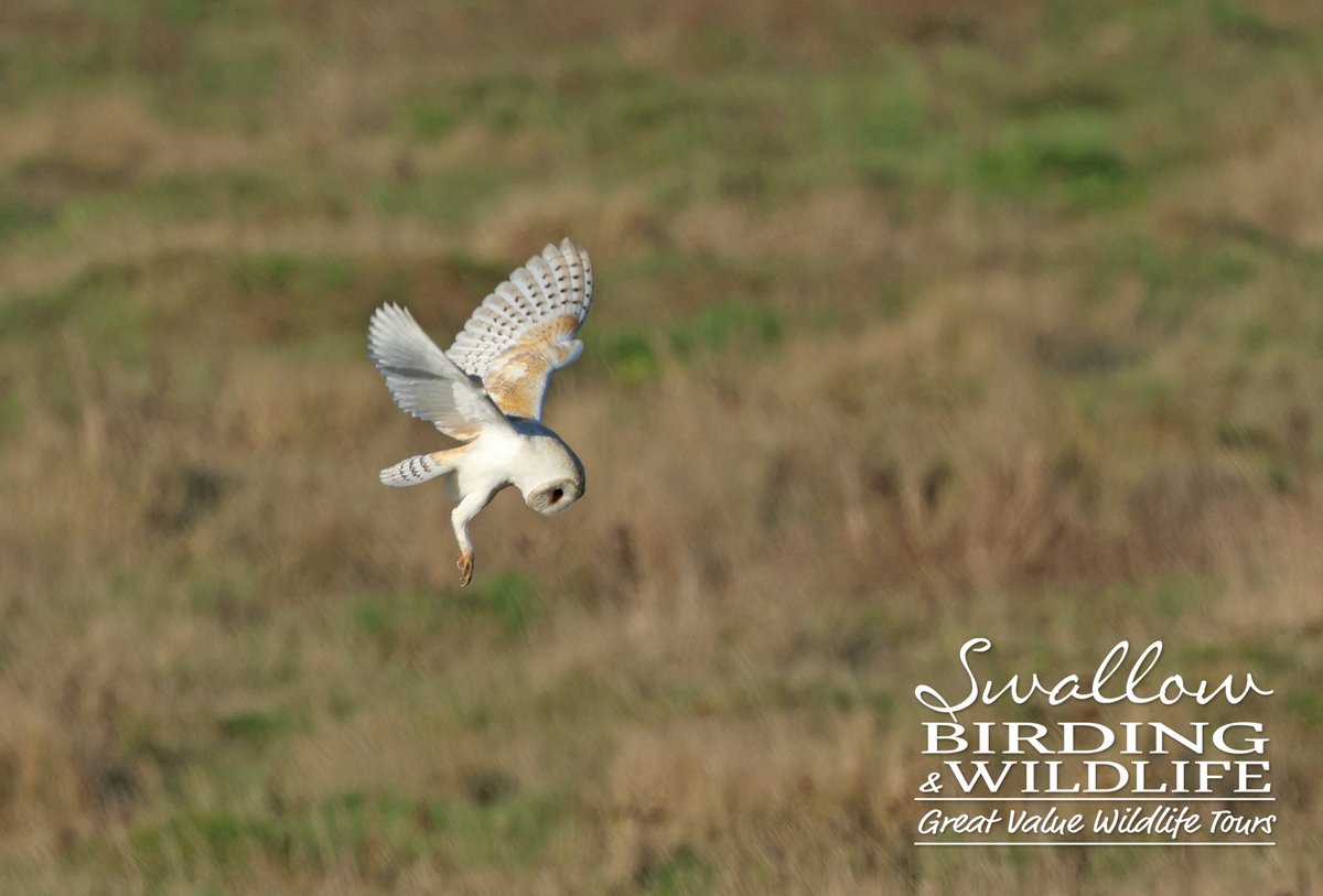 Swallow Birding & Wildlife tweet media