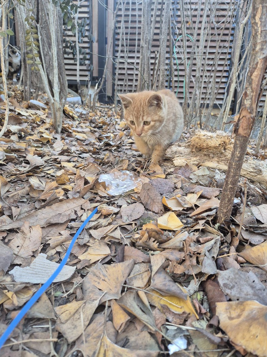 mogaenyang's tweet image. ***공유 많이 부탁드려요ㅠㅠ [입양가족을 찾습니다] 

얼마전 입양간 카레(6호/쭈비)의 형제자매로 보입니다.
날이 풀릴 듯 하더니 다시 영하10도 아래로 내려가네요..
엄마냥이도 사실 아직 1-2갈 정도에 3키로 정도밖에 안 되어 보이는 작은 아이입니다. 요즘 엄마냥이가 잘 안 보이네요ㅠ
