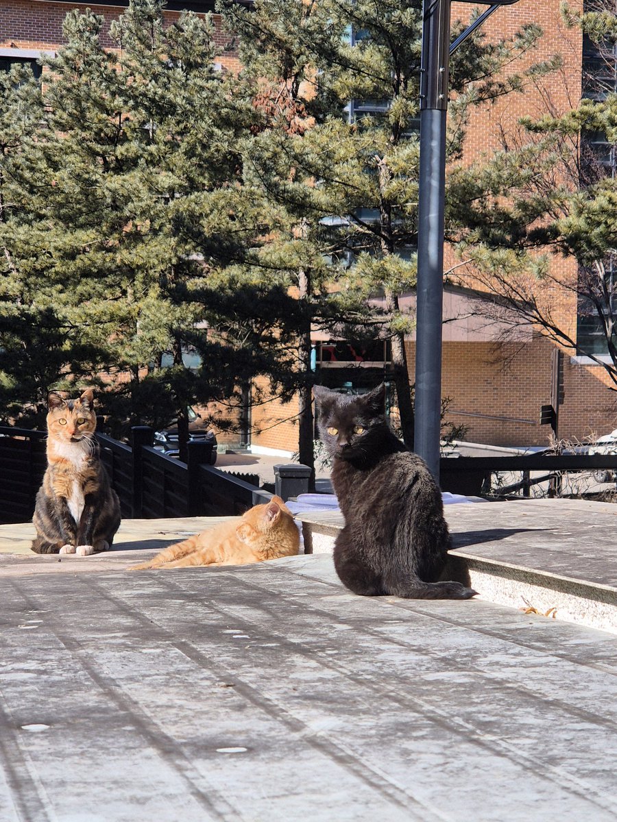 ***공유 많이 부탁드려요ㅠㅠ [입양가족을 찾습니다] 

얼마전 입양간 카레(6호/쭈비)의 형제자매로 보입니다.
날이 풀릴 듯 하더니 다시 영하10도 아래로 내려가네요..
엄마냥이도 사실 아직 1-2갈 정도에 3키로 정도밖에 안 되어 보이는 작은 아이입니다. 요즘 엄마냥이가 잘 안 보이네요ㅠ