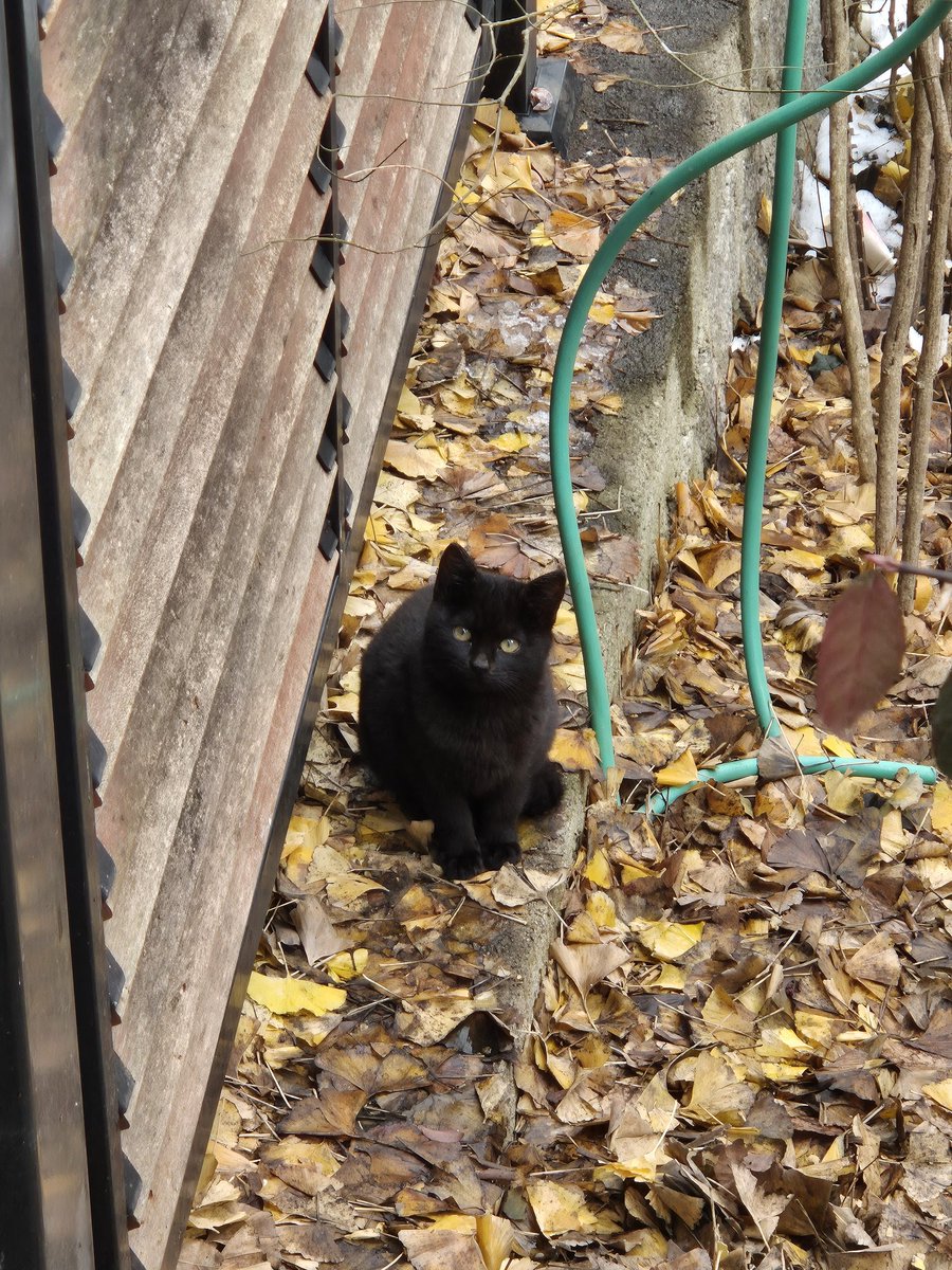 mogaenyang's tweet image. ***공유 많이 부탁드려요ㅠㅠ [입양가족을 찾습니다] 

얼마전 입양간 카레(6호/쭈비)의 형제자매로 보입니다.
날이 풀릴 듯 하더니 다시 영하10도 아래로 내려가네요..
엄마냥이도 사실 아직 1-2갈 정도에 3키로 정도밖에 안 되어 보이는 작은 아이입니다. 요즘 엄마냥이가 잘 안 보이네요ㅠ