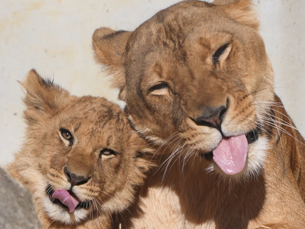 toyokawa_sanpo's tweet image. 先日ののんほい、アルとシルク。
親子そろっておちゃめ顔😜😝
#のんほいパーク　#ライオン